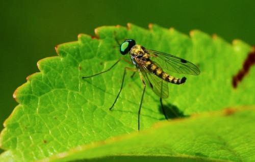 Réf. 218 212 : Chrysopilus asiliformis